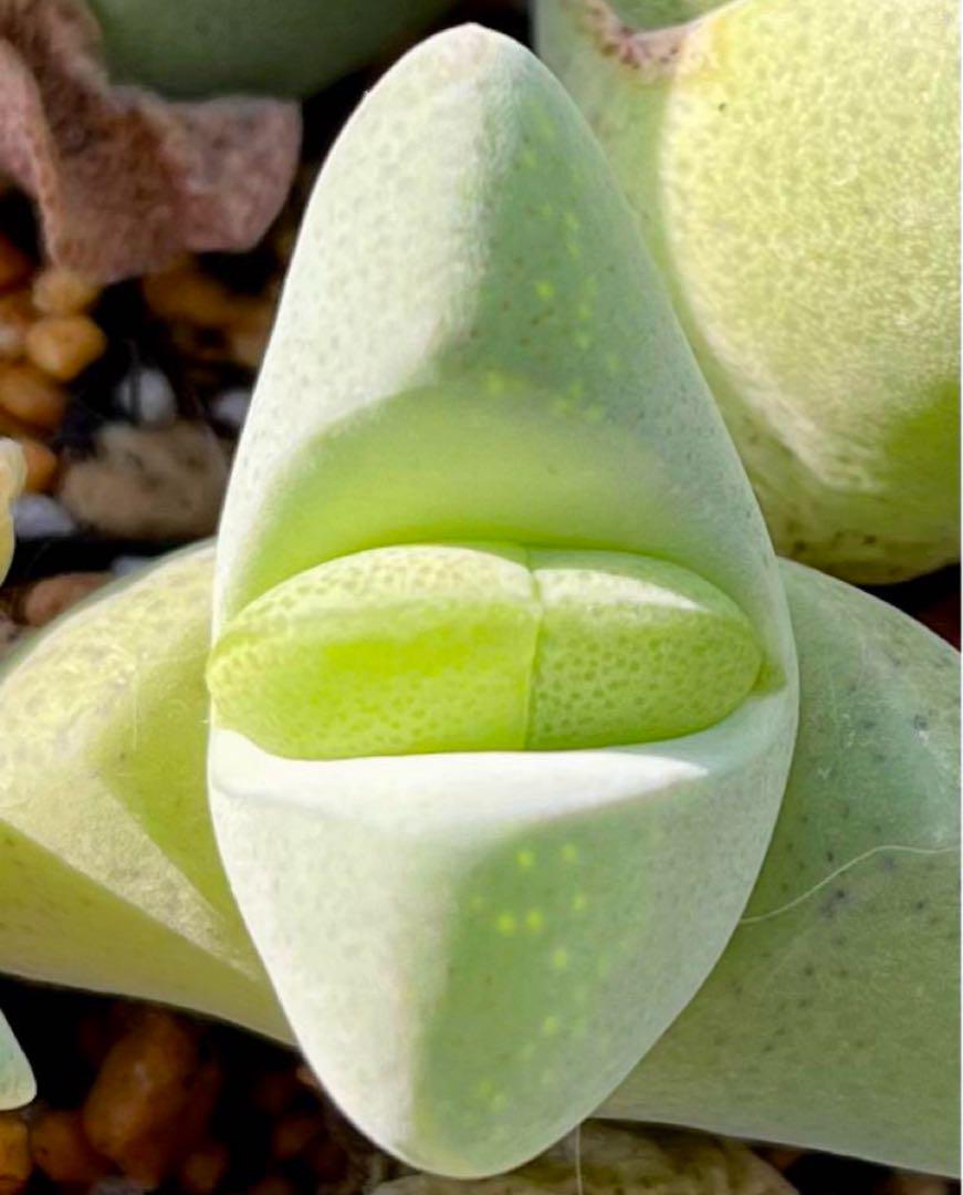 ビカクシダ　多肉植物　観葉植物