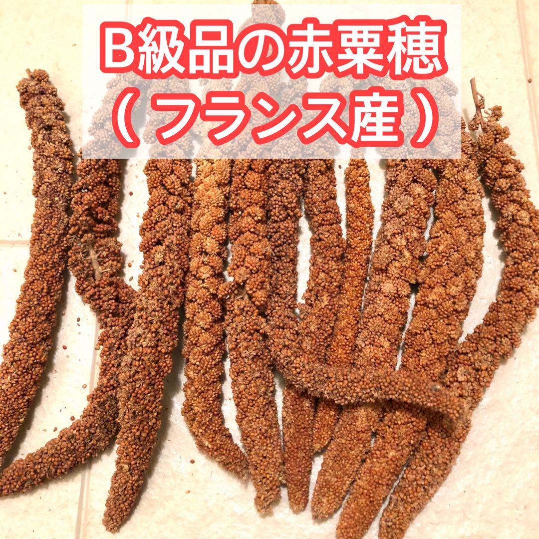 フランス産 高級 赤粟の穂300gパック 赤粟穂 新鮮フレッシュ袋