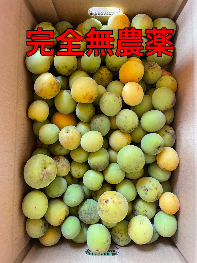 和歌山県産　紀州南高梅　完全無農薬　5キロ