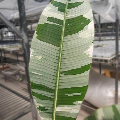 【速達】Musa aeae ムサアエアエ美斑 Amazon｜斑入りバナナ ムサ アエアエ(Musa Aeae) 斑入りバナナ