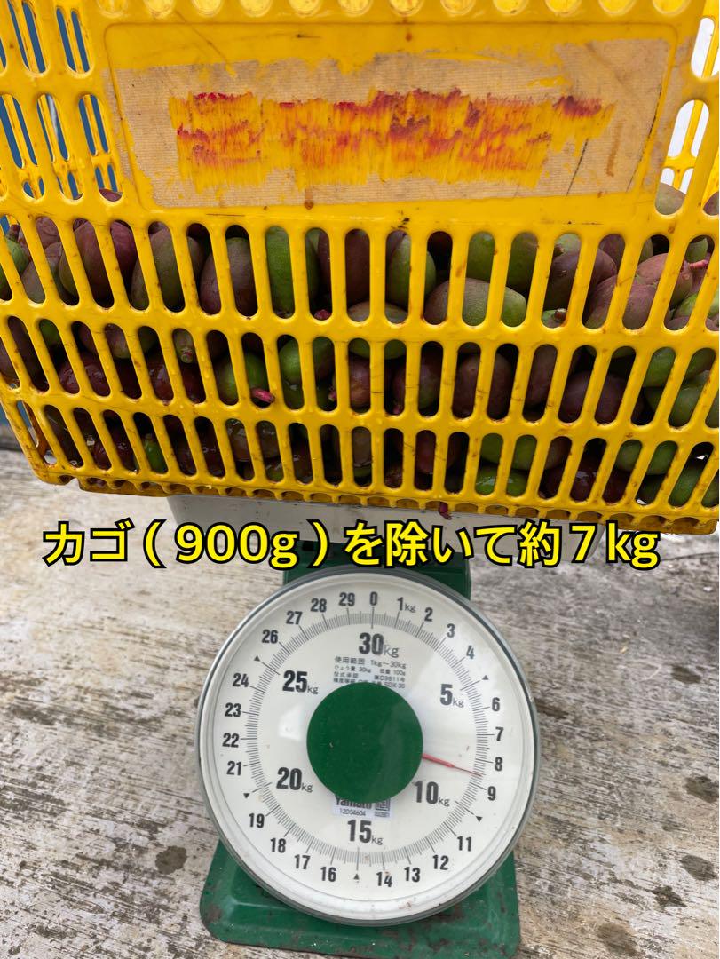 宮古島産　グリーンマンゴー　小玉　7kg