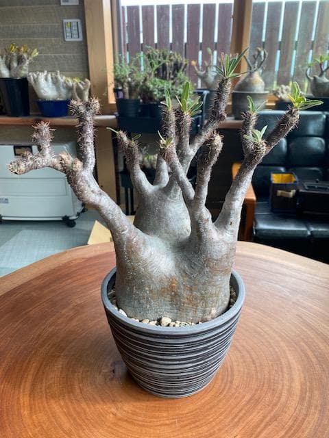 ≪超目玉☆12月≫ パキポディウムグラキリス 植物/観葉植物