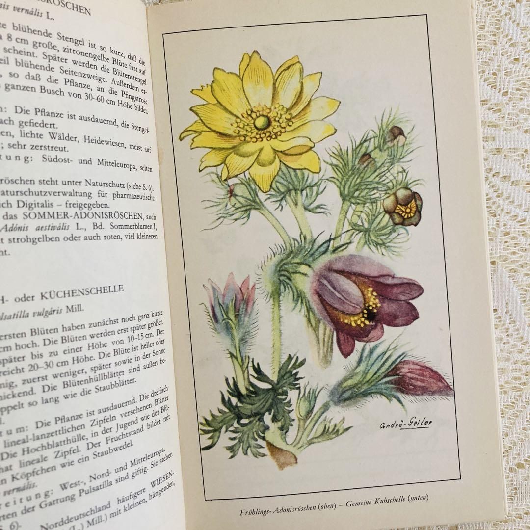 洋書 古書 ドイツの植物図鑑 春に咲く野の花 春の花 あたたかい