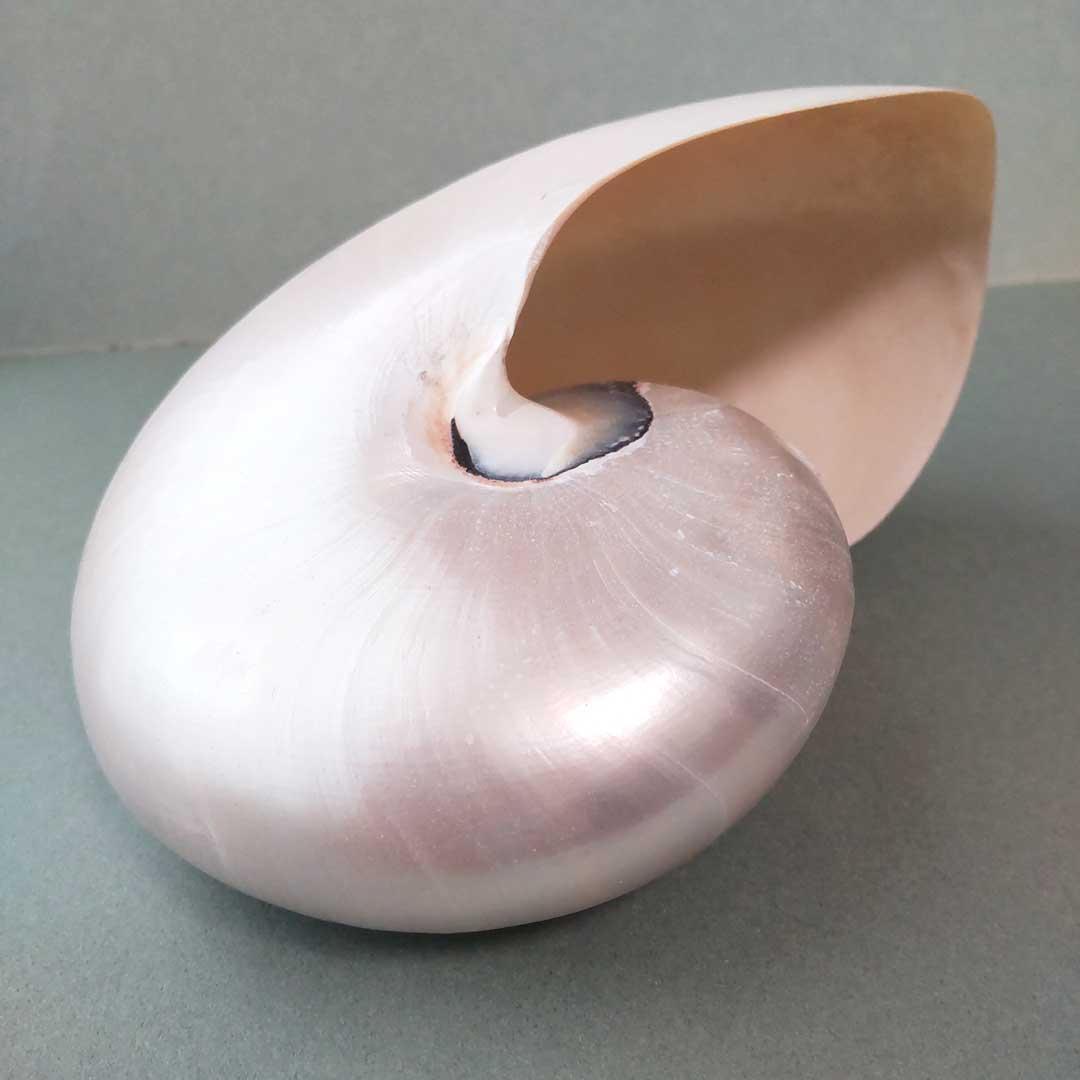 【美品】オウムガイ 貝殻 パール加工 インテリア 約16cm