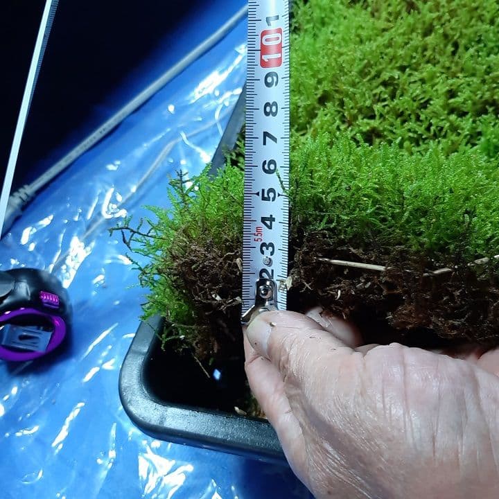 マリン様専用☆継足品☆10個◎ハイゴケ5年物◎造園苔玉☆厚2〜3