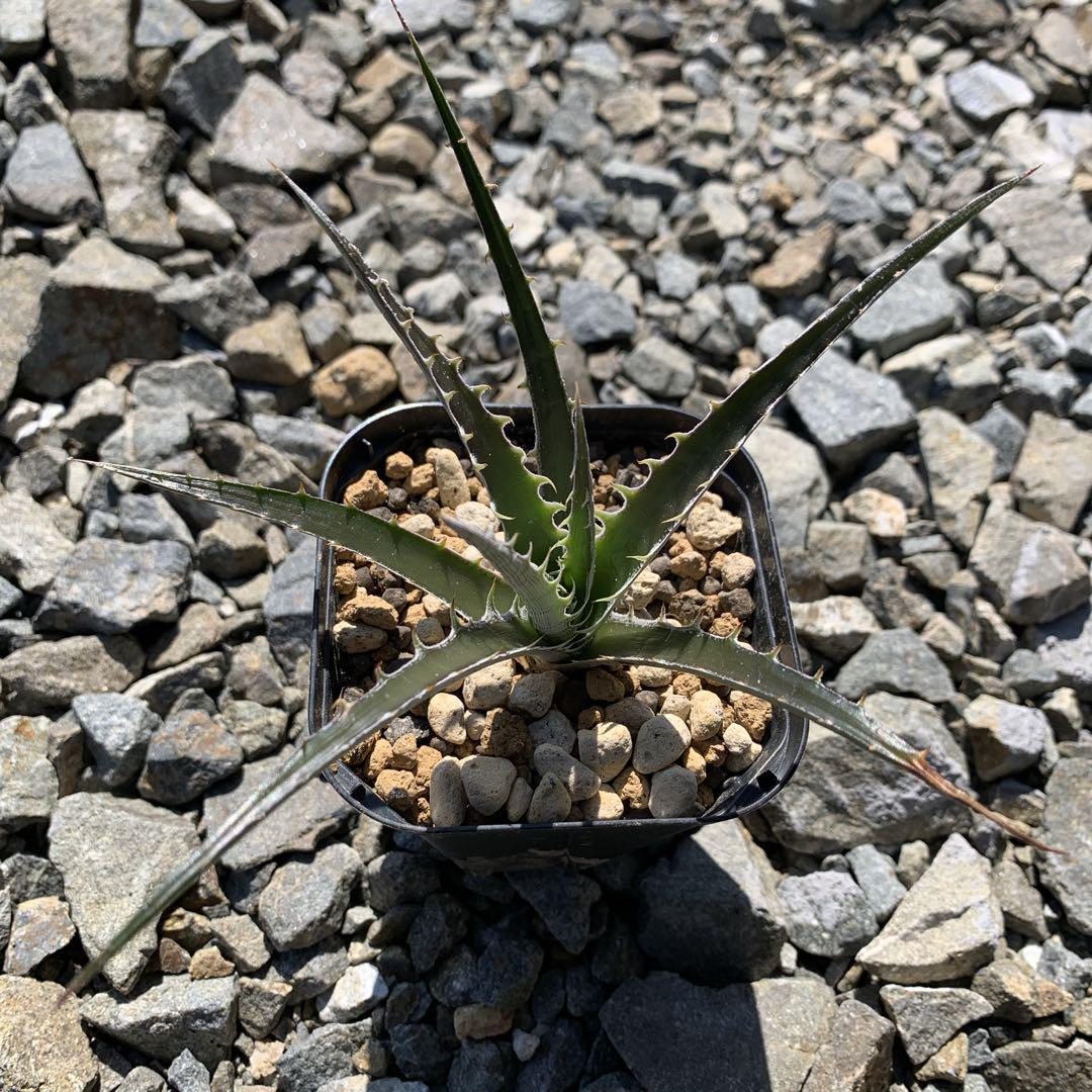 メルカリ便 Dyckia Freddy Kruger ディッキア