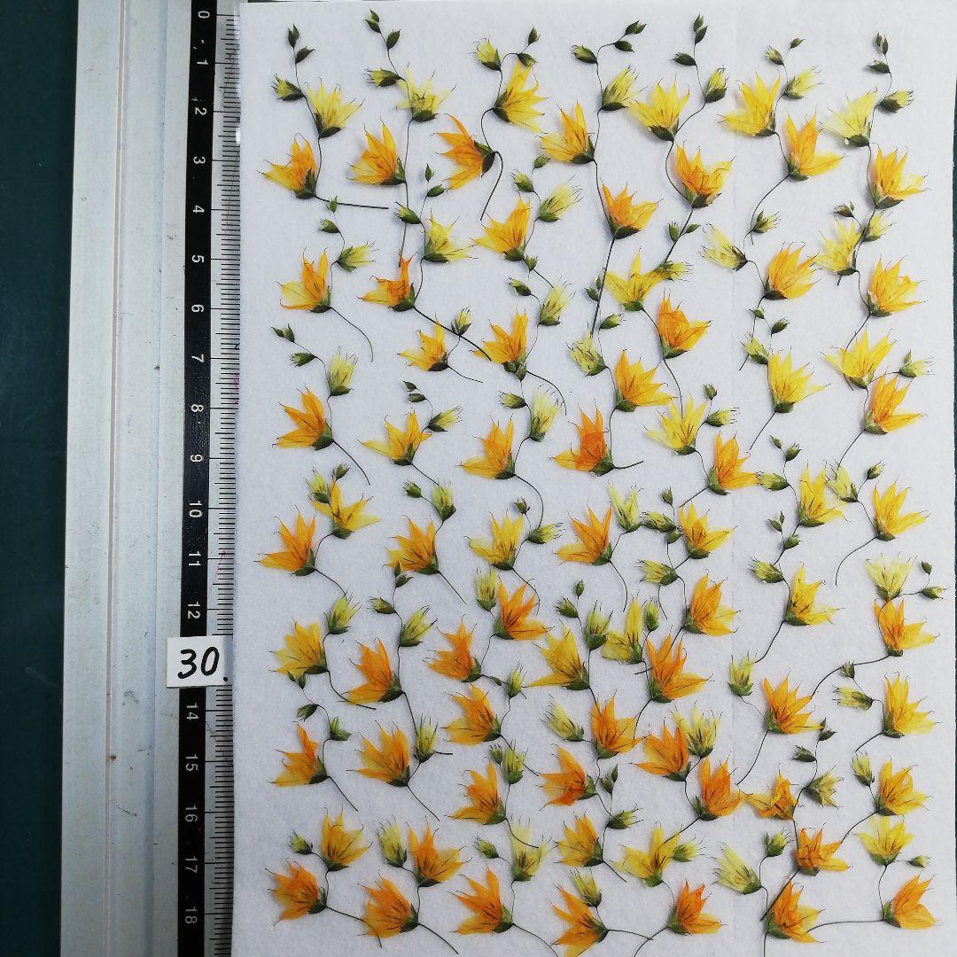 メラスフェルラ　 NO30 2025年 つぼみ付き 押し花 押し花素材