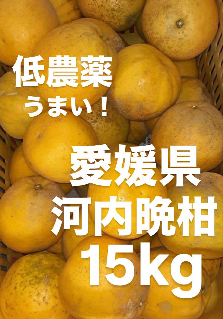 愛媛県産　低農薬　宇和ゴールド　河内晩柑　柑橘　15kg