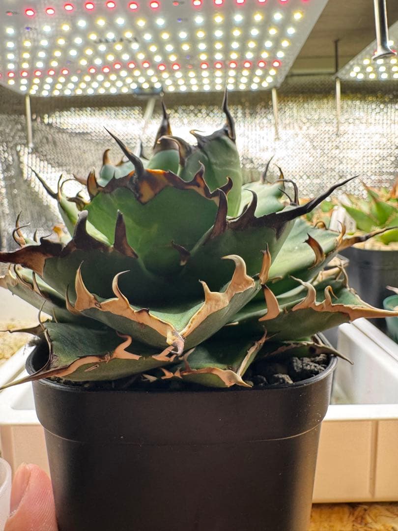 アガベチタノタハデスHades アガベチタノタハデスHades