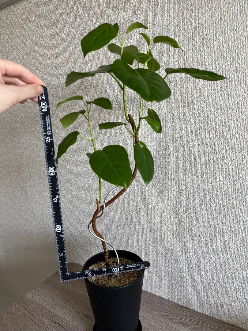 フィカスグランディス Fiicus grandis 曲がり　希少