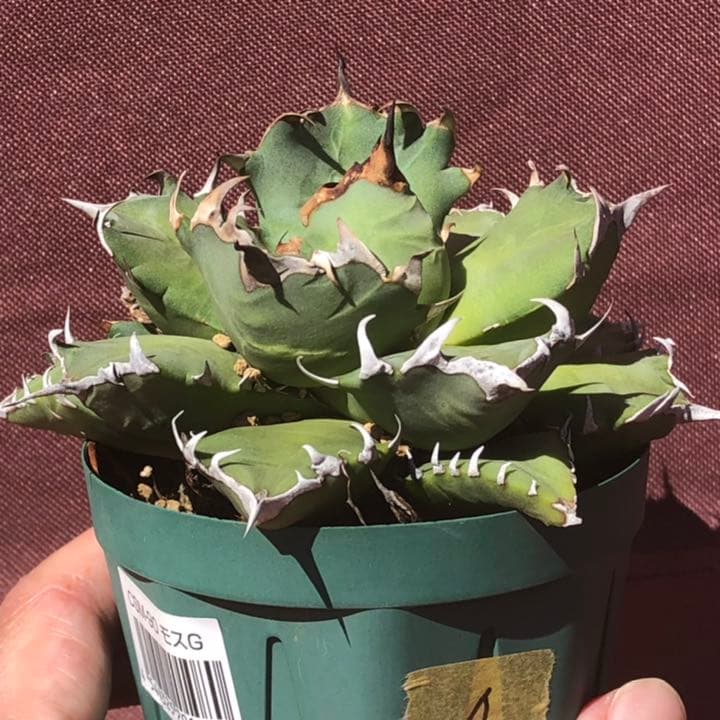 アガベ チタノタ 農大 選抜個体 鉢ごと発送 4 www.disdukcapil