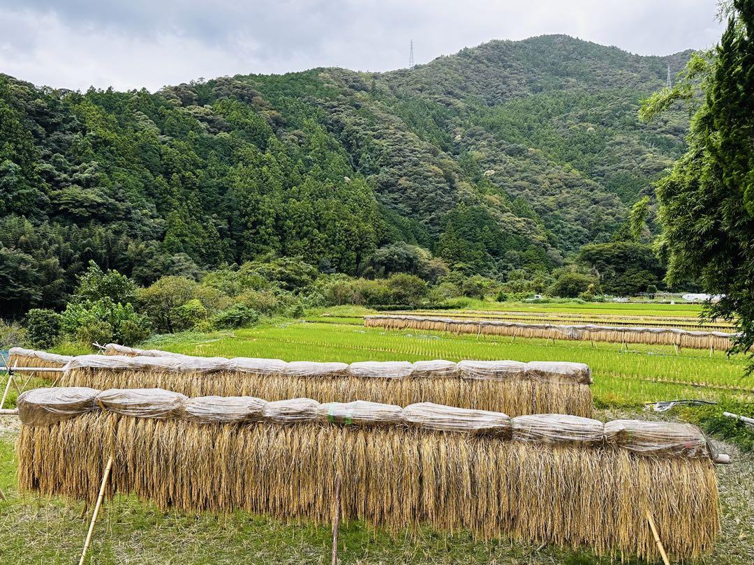 農薬化学肥料除草剤不使用　令和6年度新米　愛媛県産にこまる　天日干し米　20kg