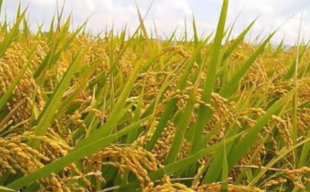 米　新米　30kg 福岡県産　夢つくし　玄米