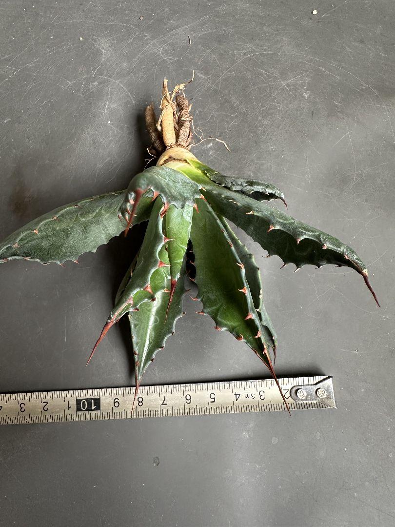 1983アガベ モンタナAgave montana 排棘 極美株 2株同梱 2126アガベ モンタナ Agave montana 排棘 極美株 2株同梱 - メルカリ