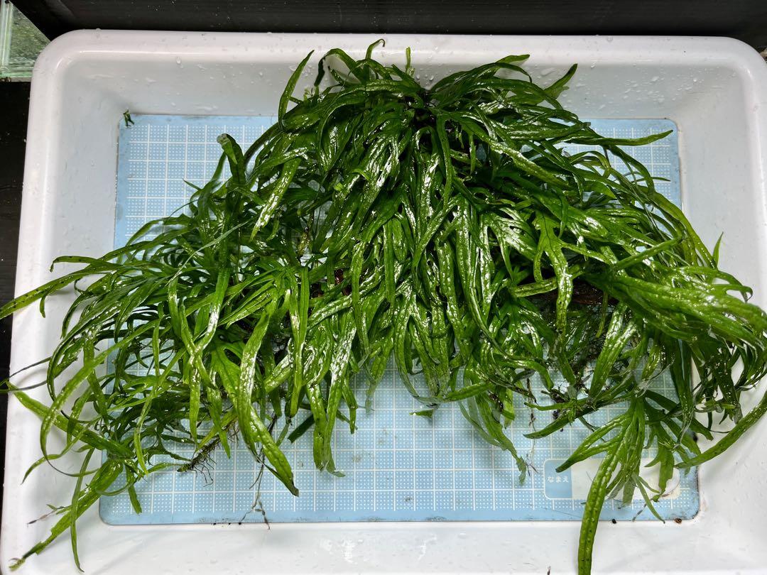 大株！ミクロソリウムトライデント活着ADAホーンウッド無農薬