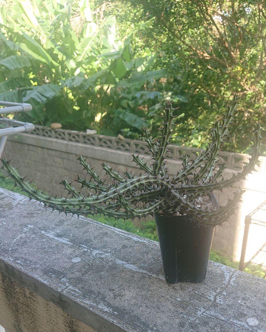 ユーフォルビア SP Euphorbia sp.Nova Somalia hordio 20230830
