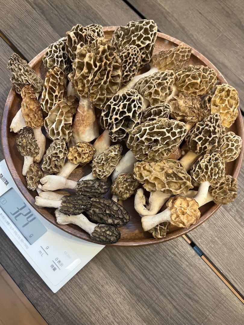 ✅まっつ✅アミガサタケ　2種　324g✅クール便送料込み　1点限り