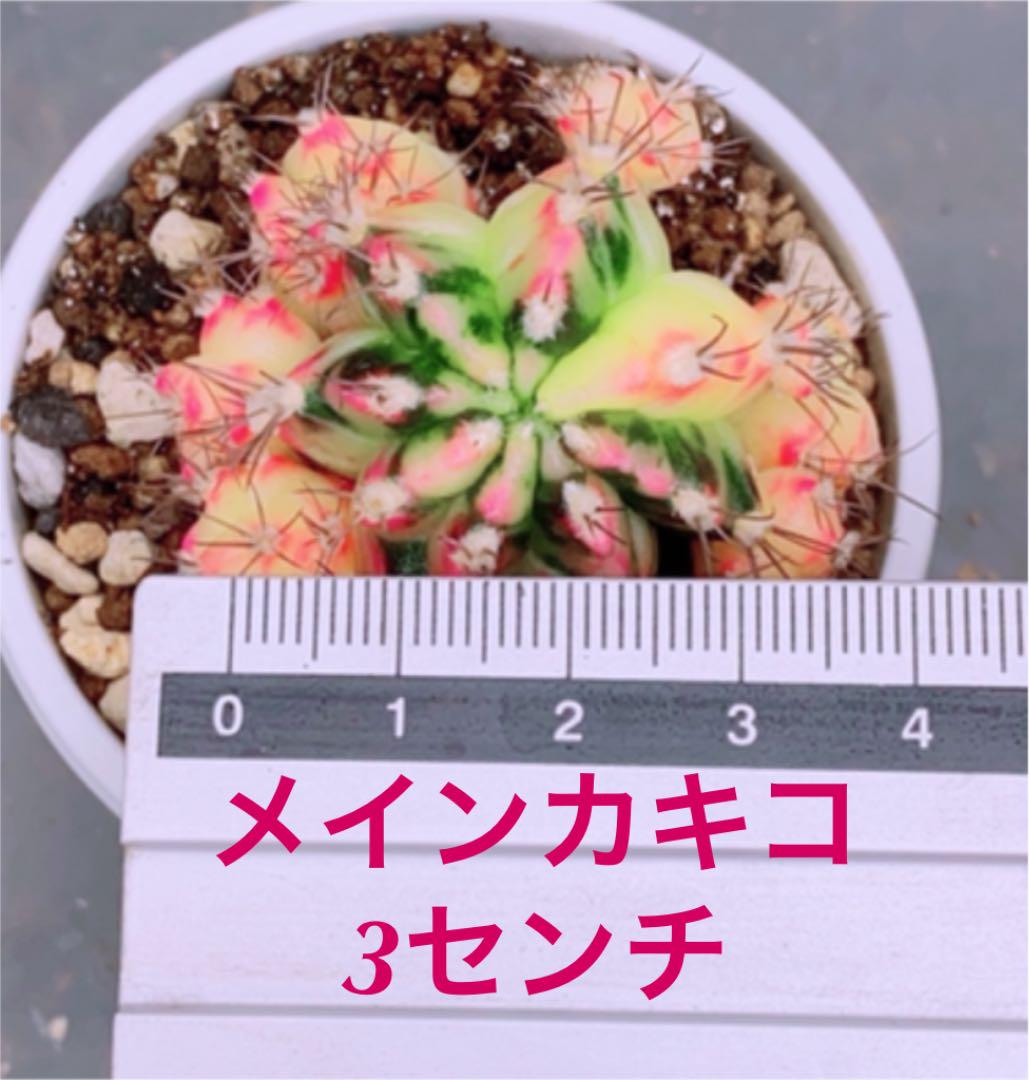 lala様 おまとめ 1点限り 速達発送 レインボーダッシュ 群生カキコ