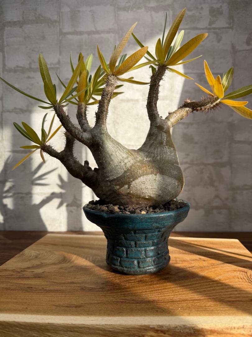 パキポディウム グラキリス 現地球 発根済み パキポディウム グラキリス 現地球 発根済み