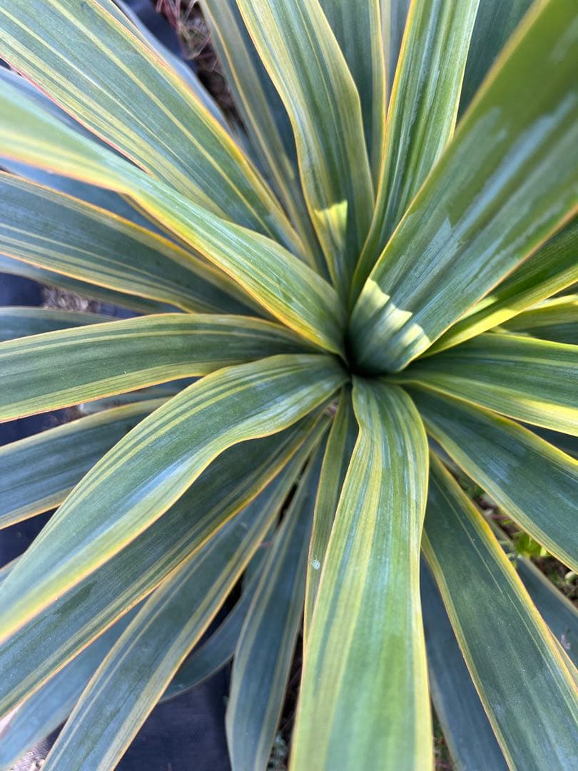 ユッカ レクルビフォリア バリエガータ