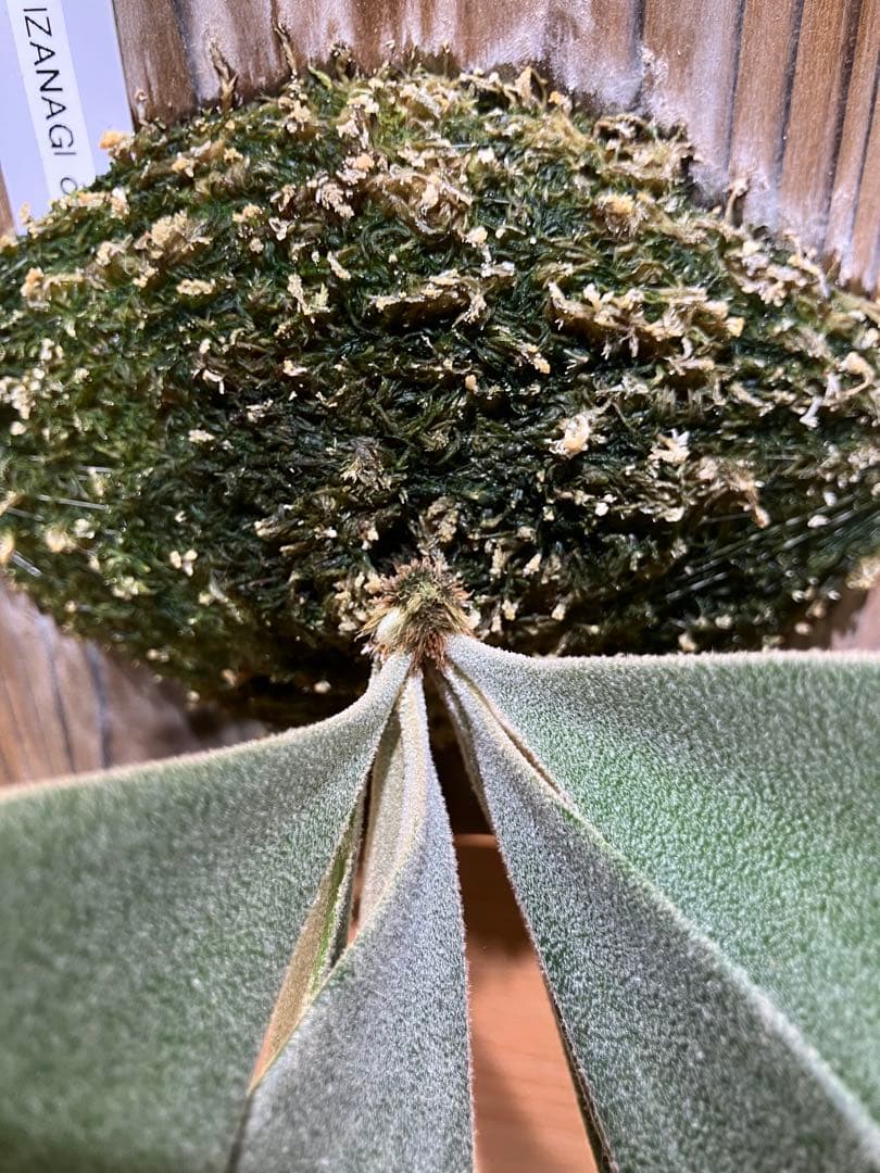 P.Willinckii 伊弉諾OC P.Willinckii 伊弉諾OC