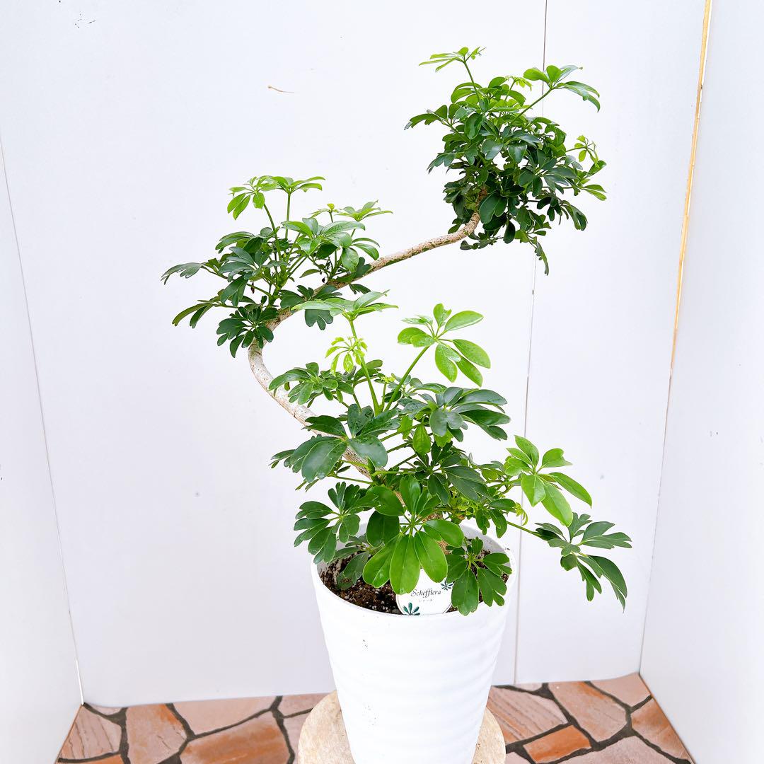 現品　シェフレラ　レナータ　31番　曲がり　プラコッタ鉢　観葉植物　インテリ