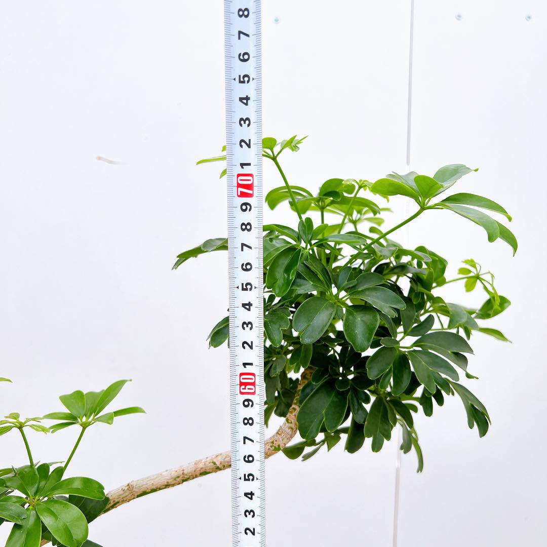 現品　シェフレラ　レナータ　31番　曲がり　プラコッタ鉢　観葉植物　インテリ