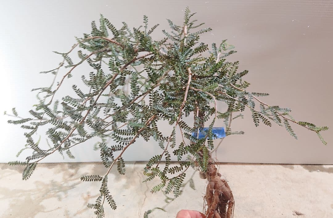 オペルクリカリア 1 ヒファエノイデス 抜き苗やや傷や汚れあり YUZUMIYA_COM