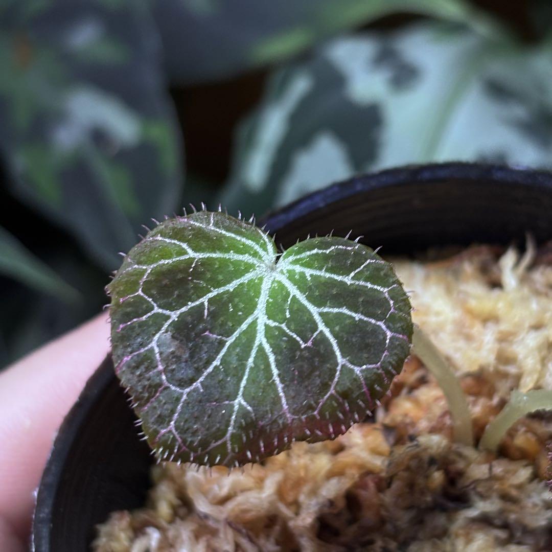 Begonia fulgurata 原種 ベゴニア フルグラータ 球根性 - メルカリ