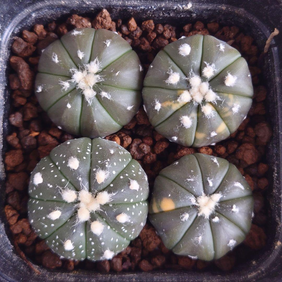 瑠璃兜錦＆瑠璃兜 実生株 4株 アストロフィツム ルリ兜 - メルカリ