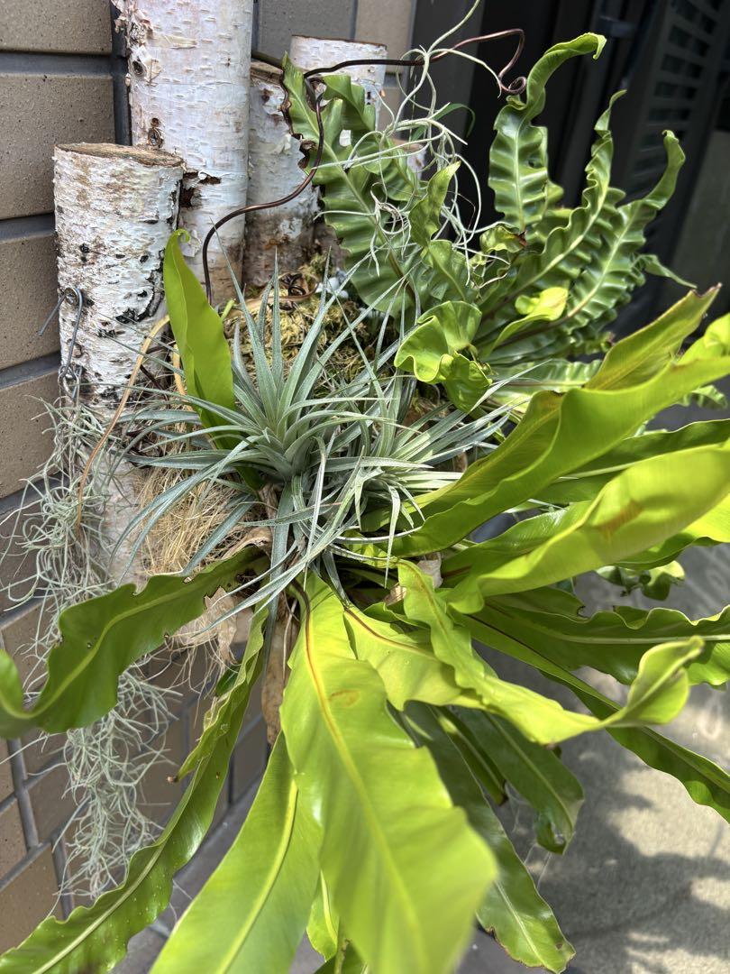 観葉植物寄植え　着生エアープランツ アスプレニウム壁掛け植物 観葉植物寄植え 着生エアープランツ アスプレニウム壁掛け植物