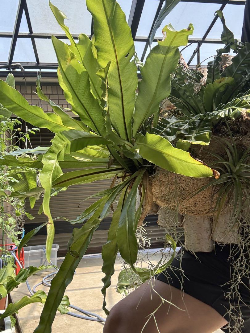 観葉植物寄植え 着生エアープランツ アスプレニウム壁掛け植物