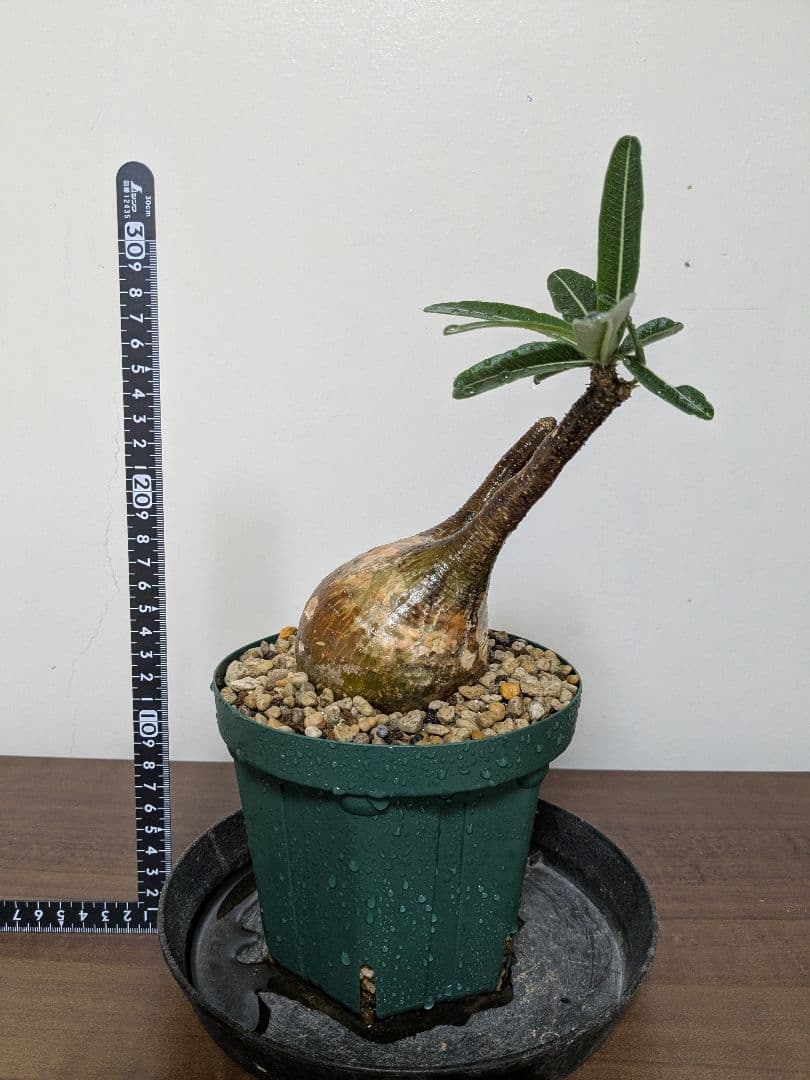 パキポディウム グラキリス