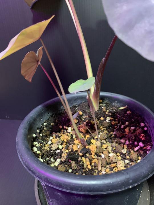 激安通販の コロカシア ブラックランナー見えてるだけで3株プラスランナー1本 植物 観葉植物 Www Charlemagne Be