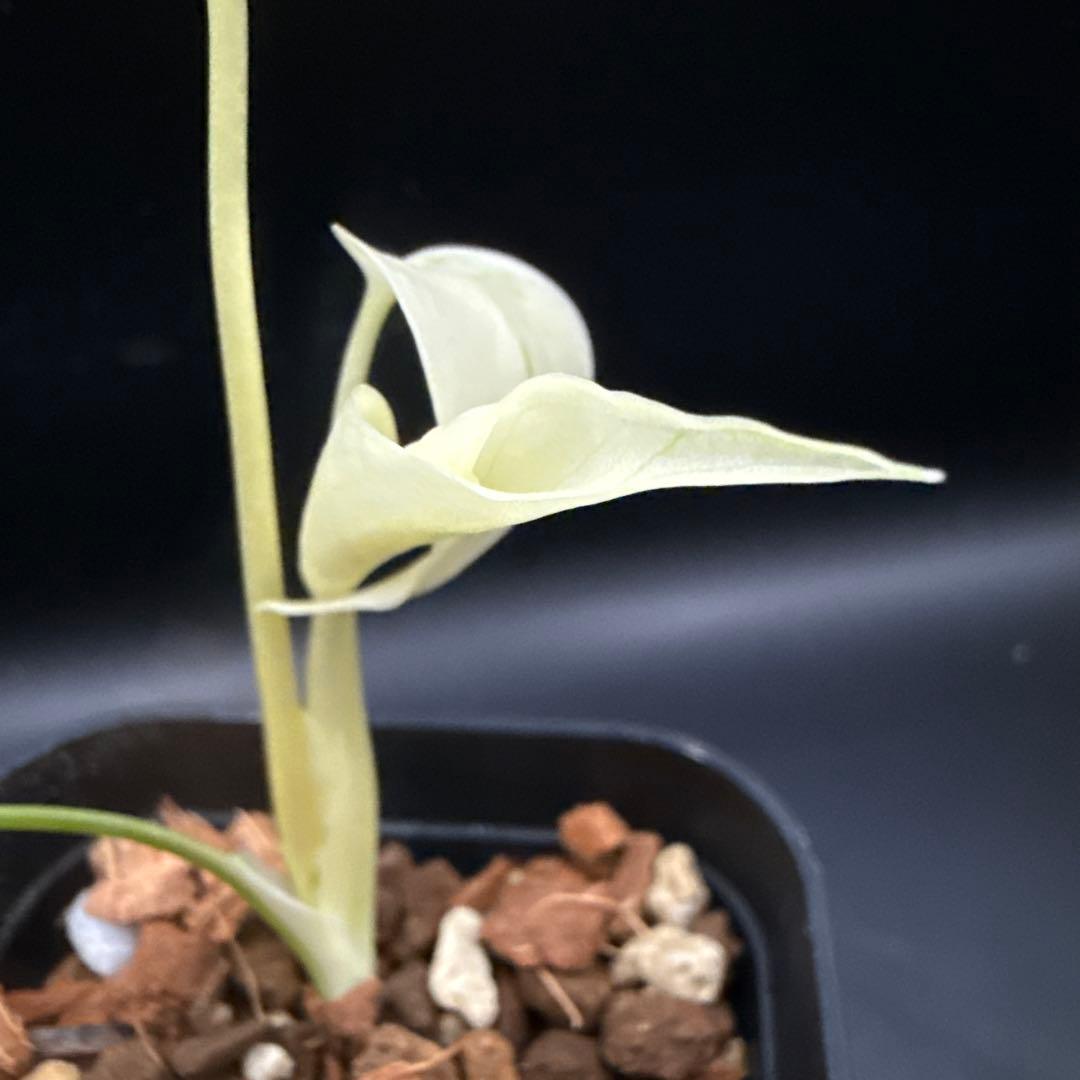 超希少なモンステラ デリシオーサ カメレオン 希少種・マニア向け