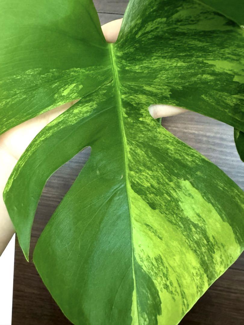 Monstera Deliciosa yellow Marilyn 極斑入り大葉 - メルカリ