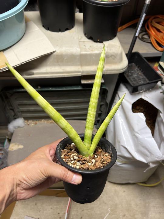 Boncellensis whitev サンスベリア•サンセベリア
