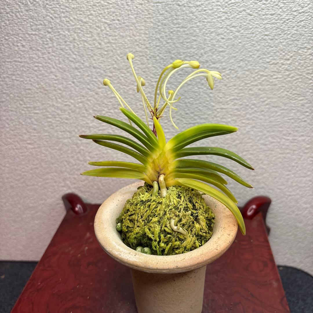 富貴蘭 風蘭 泉牡丹 富貴蘭 風蘭 泉牡丹 富貴蘭 風蘭 泉牡丹 富貴蘭 風蘭 泉牡丹