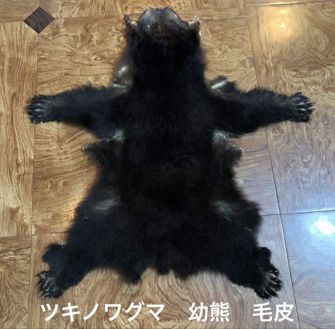 希少　ツキノワグマ　　幼熊　毛皮