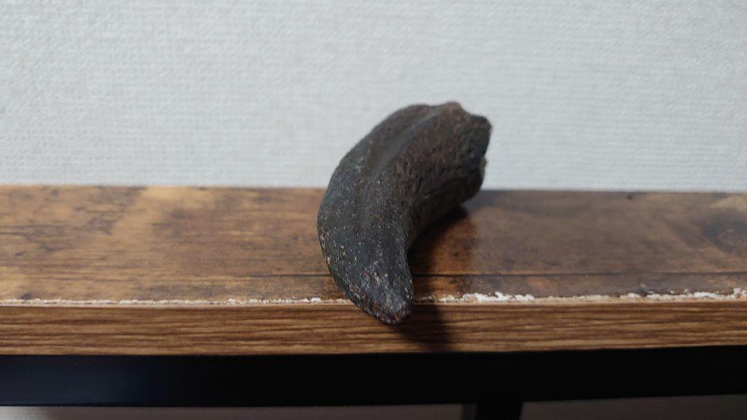 ツメのカセキ (本物)