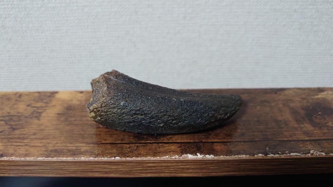 ツメのカセキ (本物)