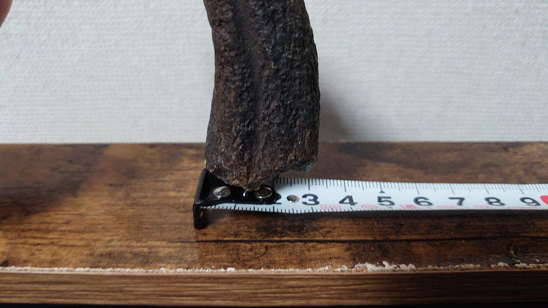 ツメのカセキ (本物)