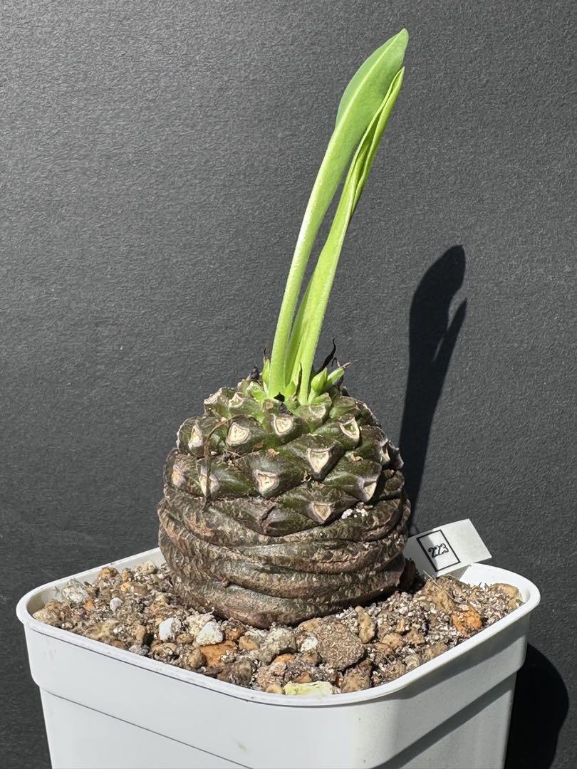 特選 ユーフォルビア 鉄甲丸 夏型多肉植物　特大サイズ 限定株 No.678 特選 ユーフォルビア 鉄甲丸 夏型多肉植物 特大サイズ 限定株