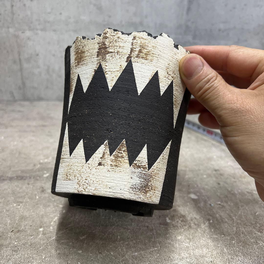 グラキリス パキプス