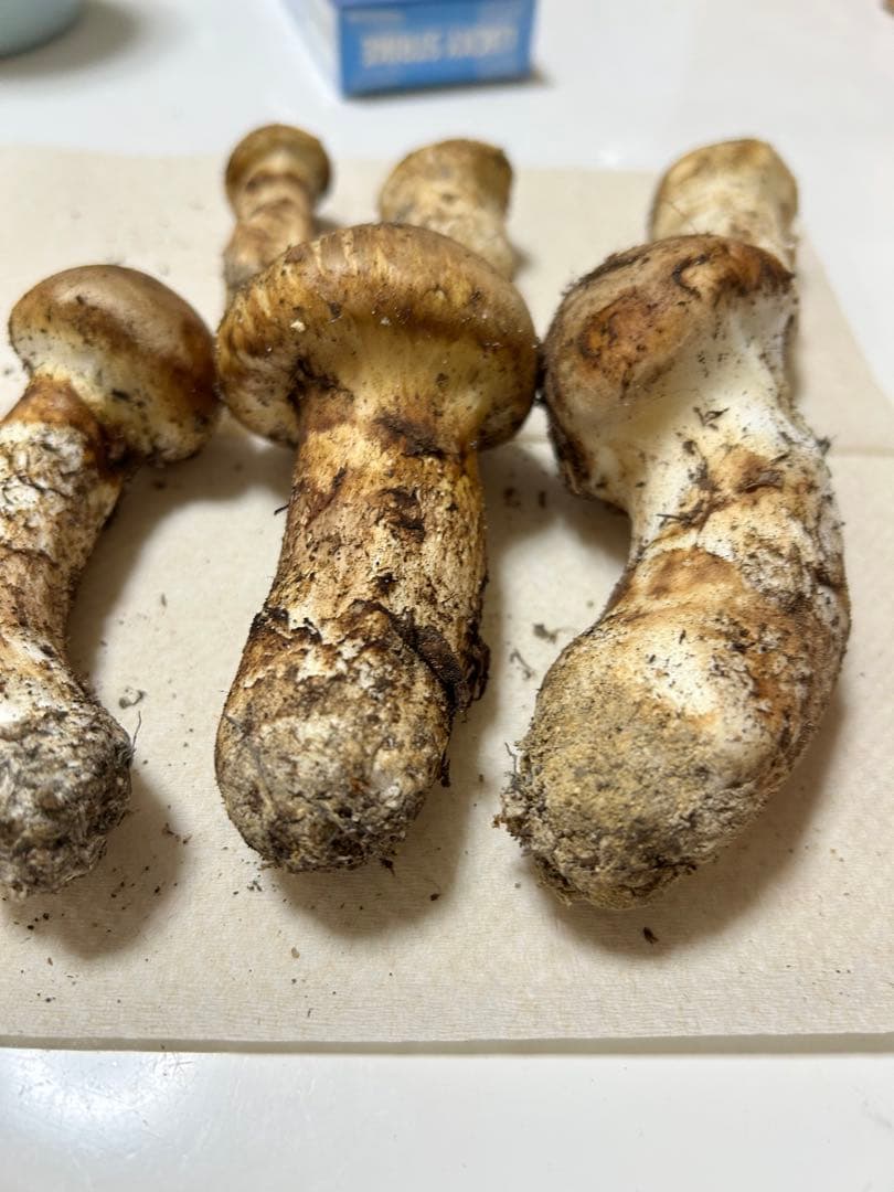 国産松茸極上171g 国産松茸極上171g