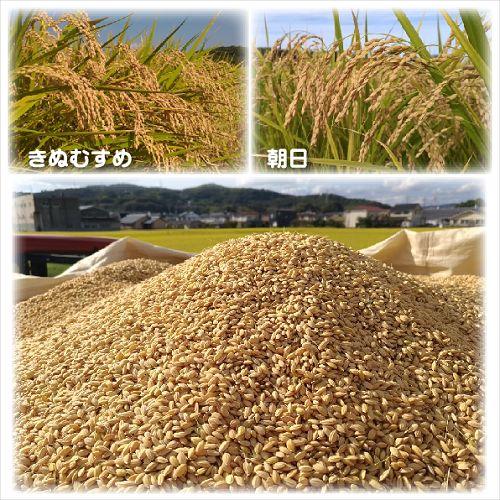 ★gon様★専用【特別栽培米 朝日】10kg