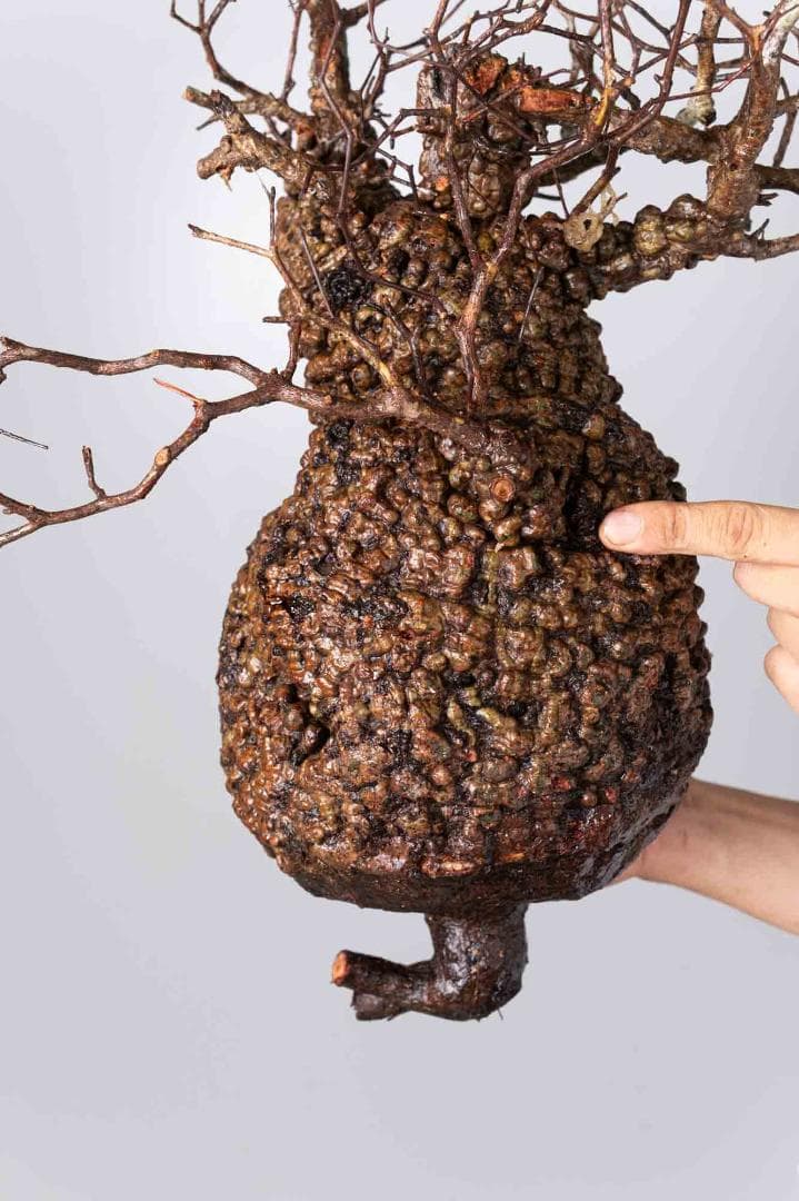 コーデックス ベアルート株傷や汚れあり