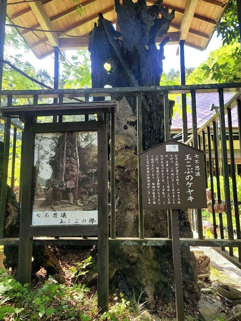 人脈に恵まれ人間関係に悩まない亀オルゴナイトストラップ