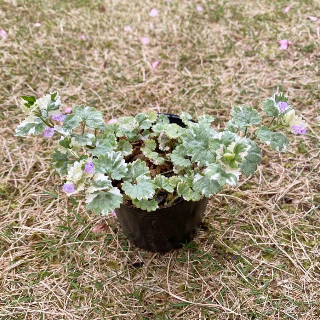 Vefbip47aqmr M Vefbip47aqmr M