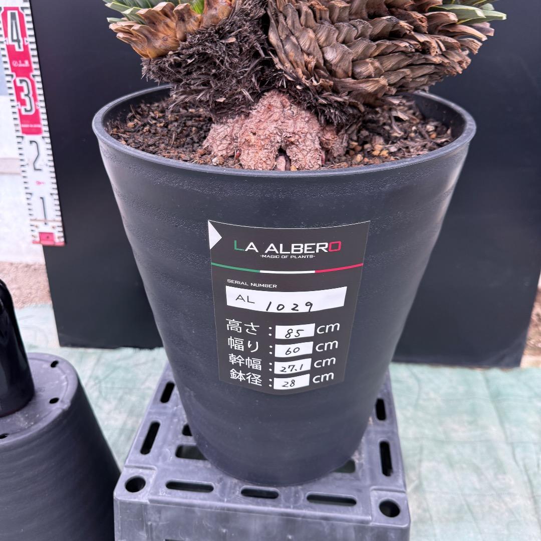 ロストラータやや傷や汚れあり